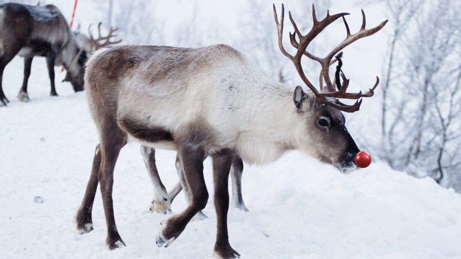 Rudolph shines a light on the biggest night of the year | BrantBeacon